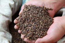 廣西全州發(fā)放耐旱作物種子應對旱情，助力農作物種子經營穩(wěn)產增效