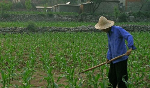 河北三權(quán)分置土地改革新動向 農(nóng)民有望成為集體資產(chǎn)股東，助力農(nóng)作物種子經(jīng)營發(fā)展